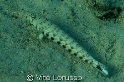 Fishs by Vito Lorusso 